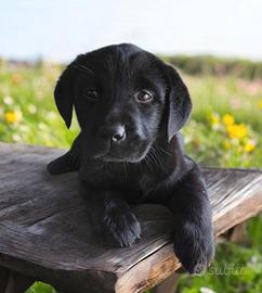 Labrador Retriever con Pedigree Enci