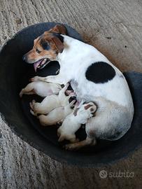 Jack russell