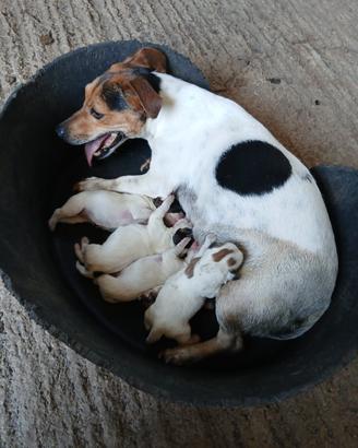 Jack russell