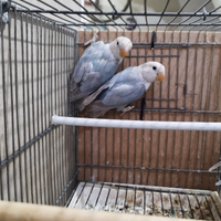 Inseparabili opalino