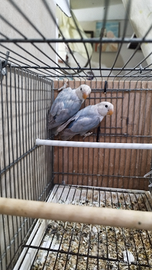 Inseparabili opalino