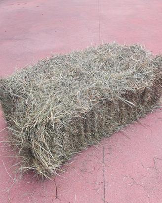 Fieno in ballette 2025