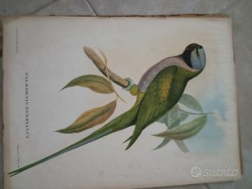 Stampe antiche di uccelli