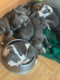 Staffordshire bull terrier