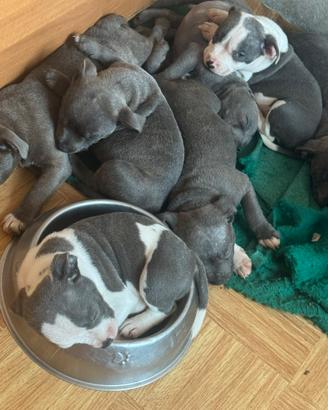 Staffordshire bull terrier