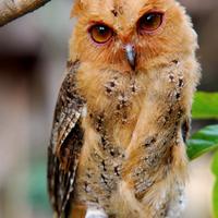 Assiolo delle Filippine (Otus megalotis) con Cites