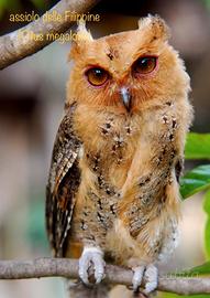 Assiolo delle Filippine (Otus megalotis) con Cites
