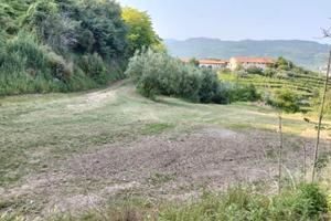 Spazio rustico tra vigne e olivi a Soave - griglia