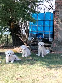 Cuccioli pastore maremmano abruzzese