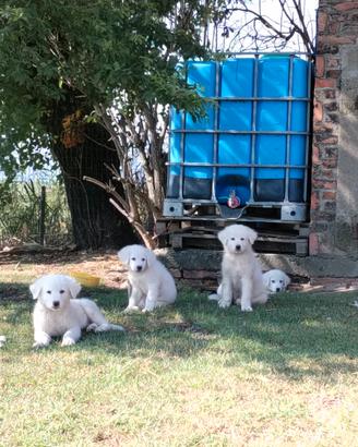 Cuccioli pastore maremmano abruzzese