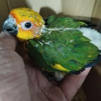Conuro del sole