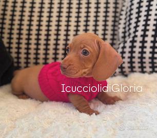 Bassotto red meraviglioso occhi verdi