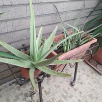Aloe