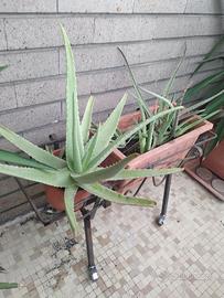 Aloe