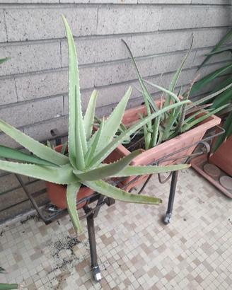Aloe
