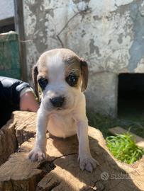 Cuccioli di Beagle