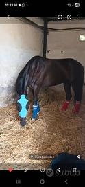 Cavallo