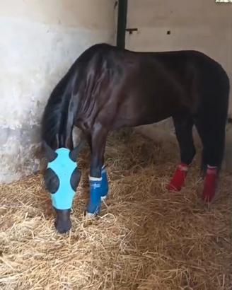 Cavallo