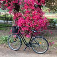 Bici da Donna City Bike ELOPS 100 Telaio Basso