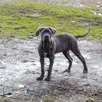Cucciola femmina di cane corso