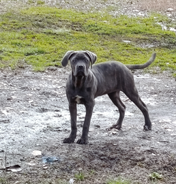 Cucciola femmina di cane corso