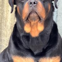 Rottweiler per Monta
