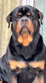 Rottweiler per Monta