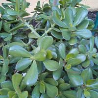 pianta albero di giada / crassula ovata