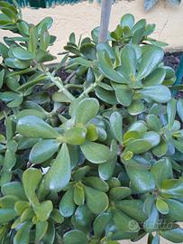 pianta albero di giada / crassula ovata