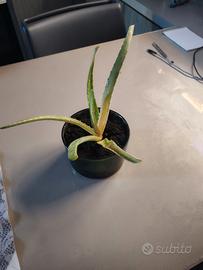 aloe vera