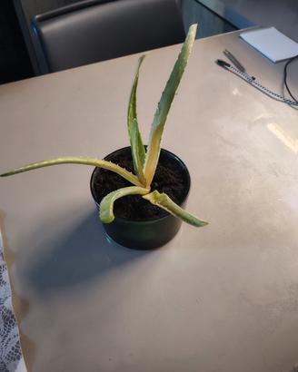 aloe vera