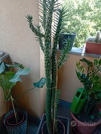 pianta grassa 