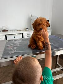 Cucciole femminucce di Barboncino Red