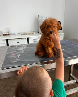 Cucciole femminucce di Barboncino Red