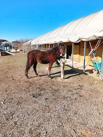 Doppio pony