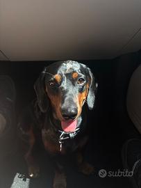 Bassotto - cane da monta