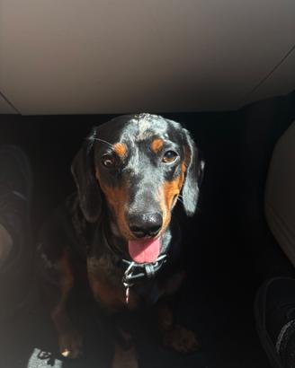 Bassotto - cane da monta
