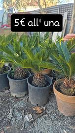 piante di cicas 