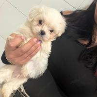 Maltipoo Miny