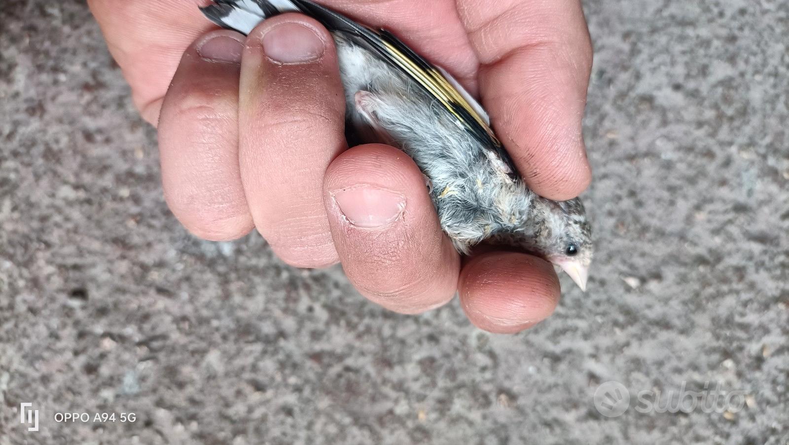 Cardellini allevati a mano - Animali In vendita a Napoli