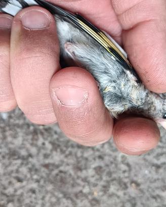 Cardellini allevati a mano