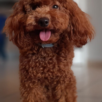 Barboncino nano ENCI disponibile per accoppiamento