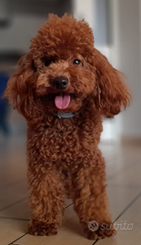 Barboncino nano ENCI disponibile per accoppiamento