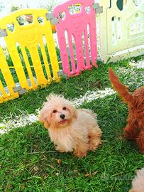 Maltipoo cuccioli linea coreana