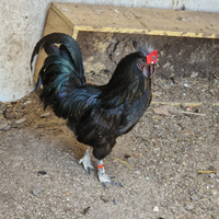 Coppia galline Ayam Cemani