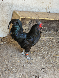 Coppia galline Ayam Cemani