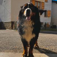 Stallone bovaro del bernese