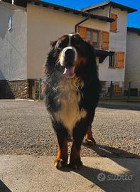 Stallone bovaro del bernese