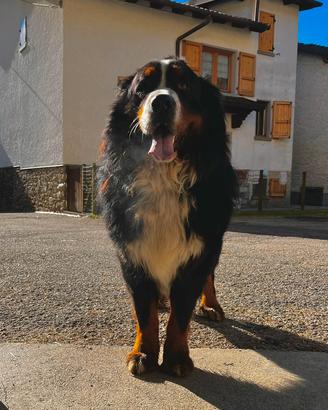 Stallone bovaro del bernese