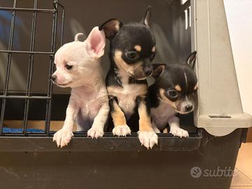 Chihuahua